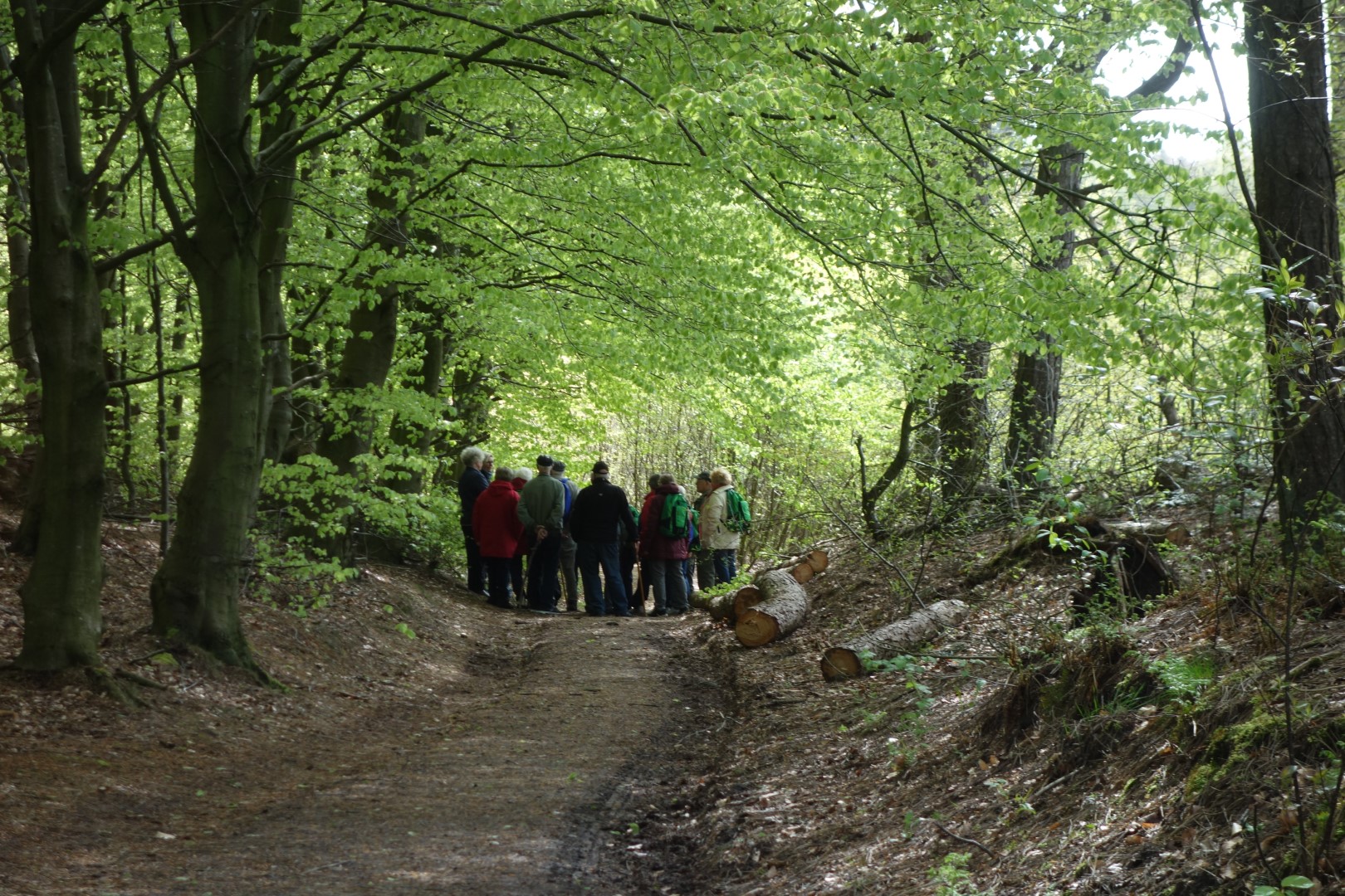 En gruppe mennesker i en ny udsprunget bøgeskov En gruppe mennesker i en ny udsprunget bøgeskov