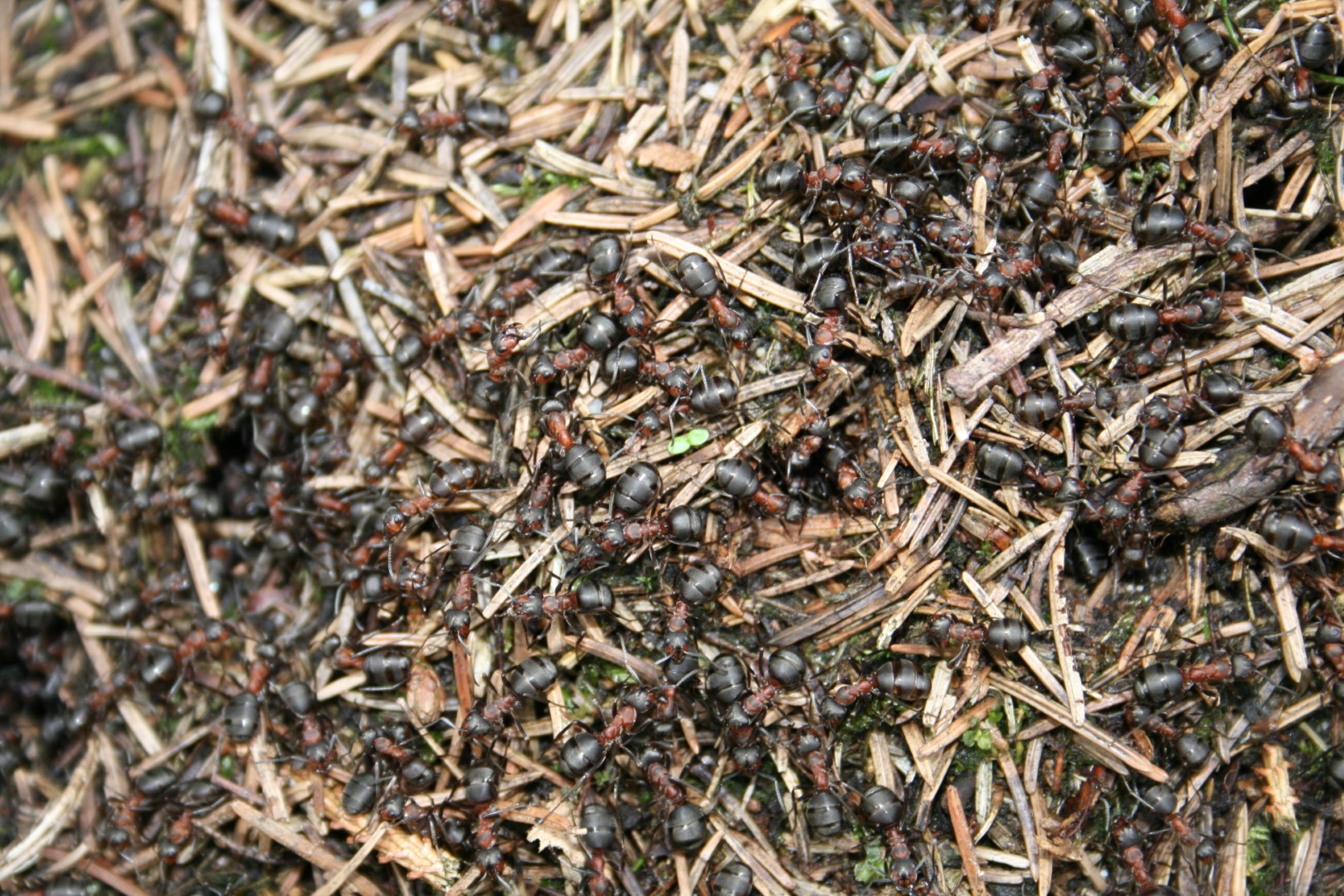 Myrer i skovbunden