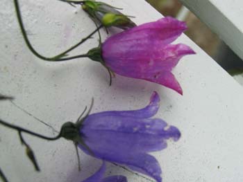 Myreforsøg med blomster Myreforsøg med blomster