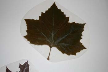 Blad som er lammineret Blad som er lammineret