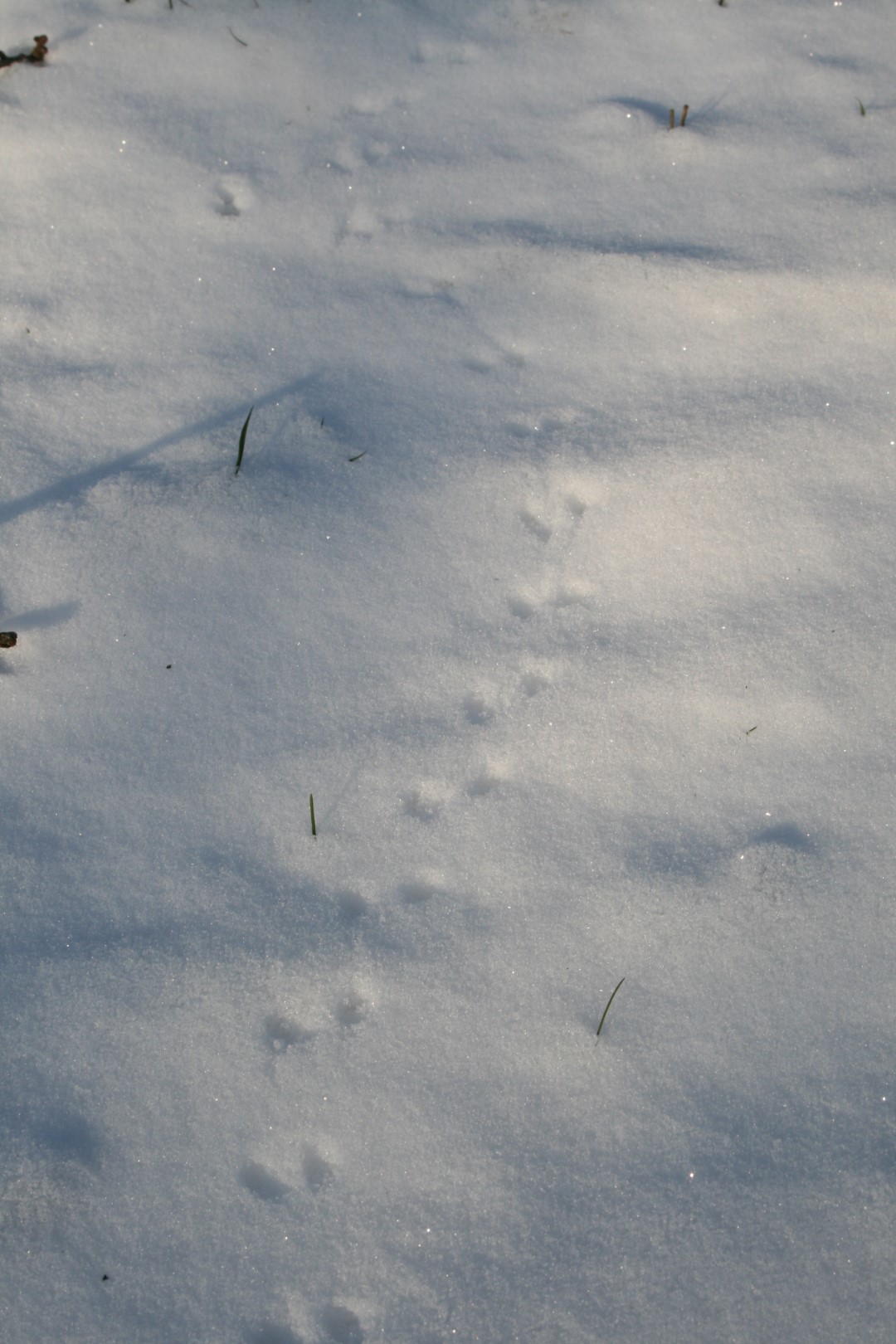spor i sneen efter mus