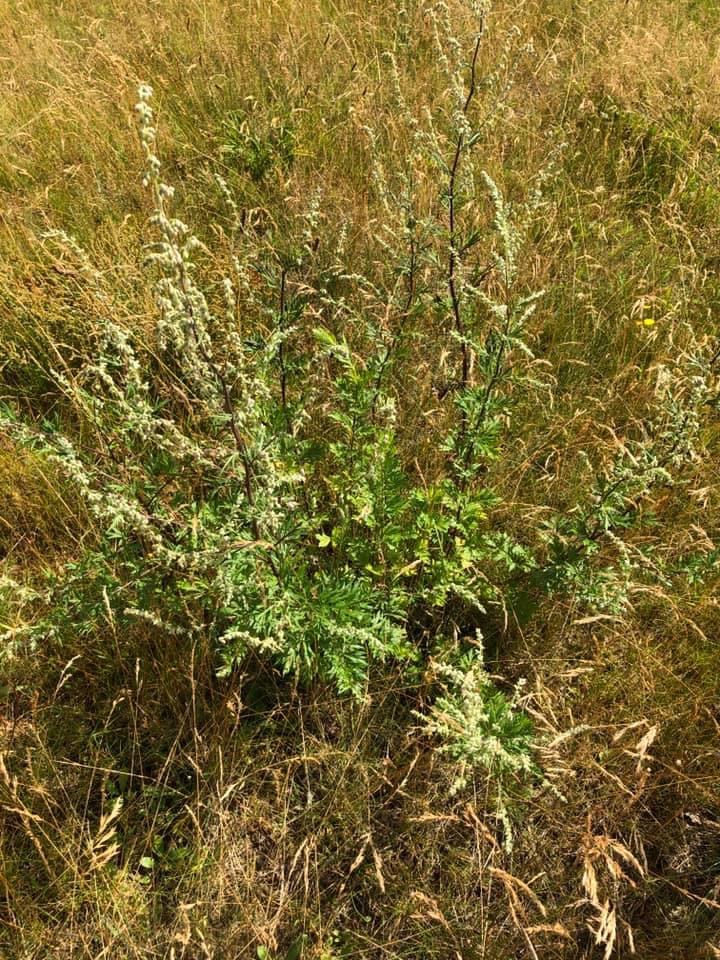 Grå-bynke (Artemisia vulgaris)
