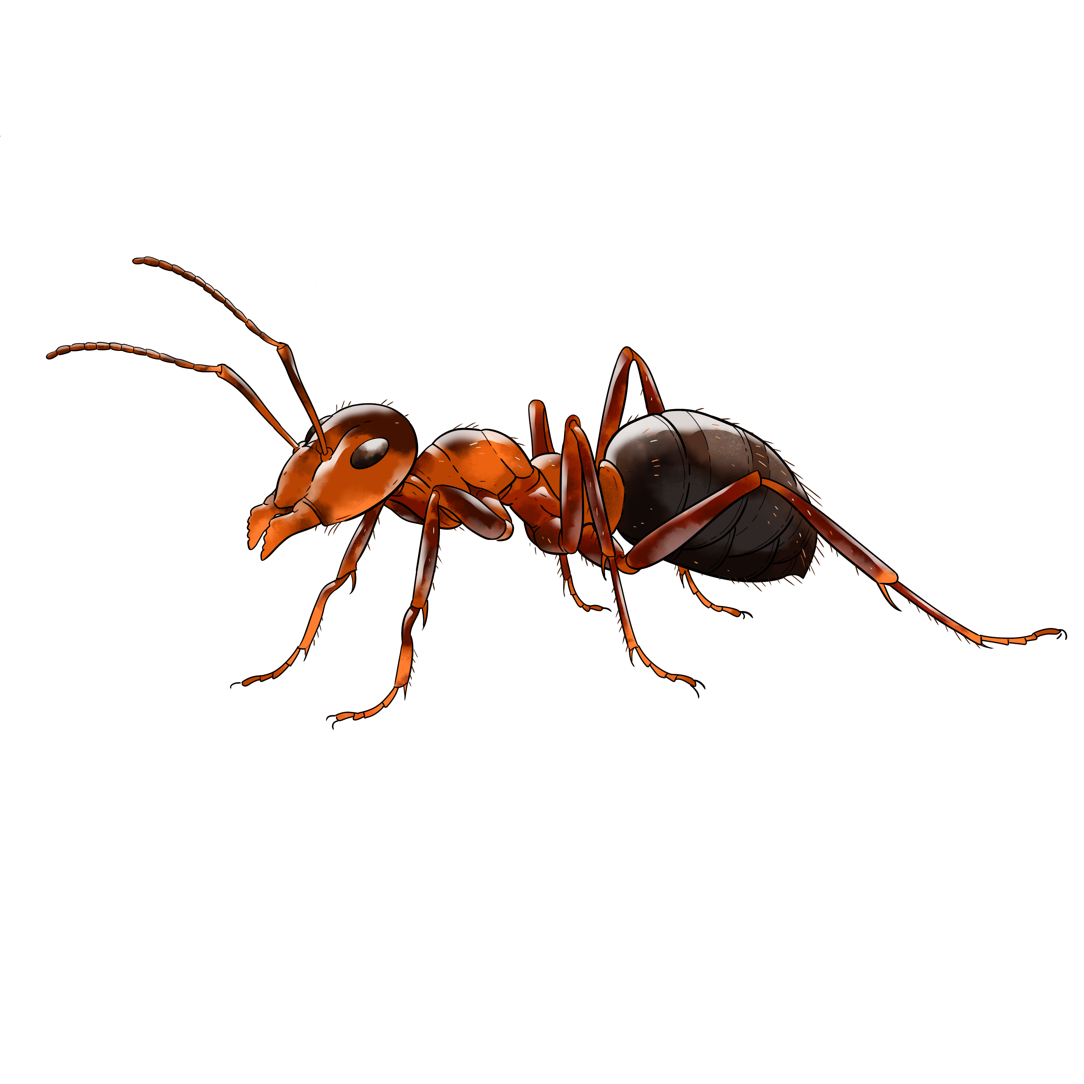 illustration af en myre