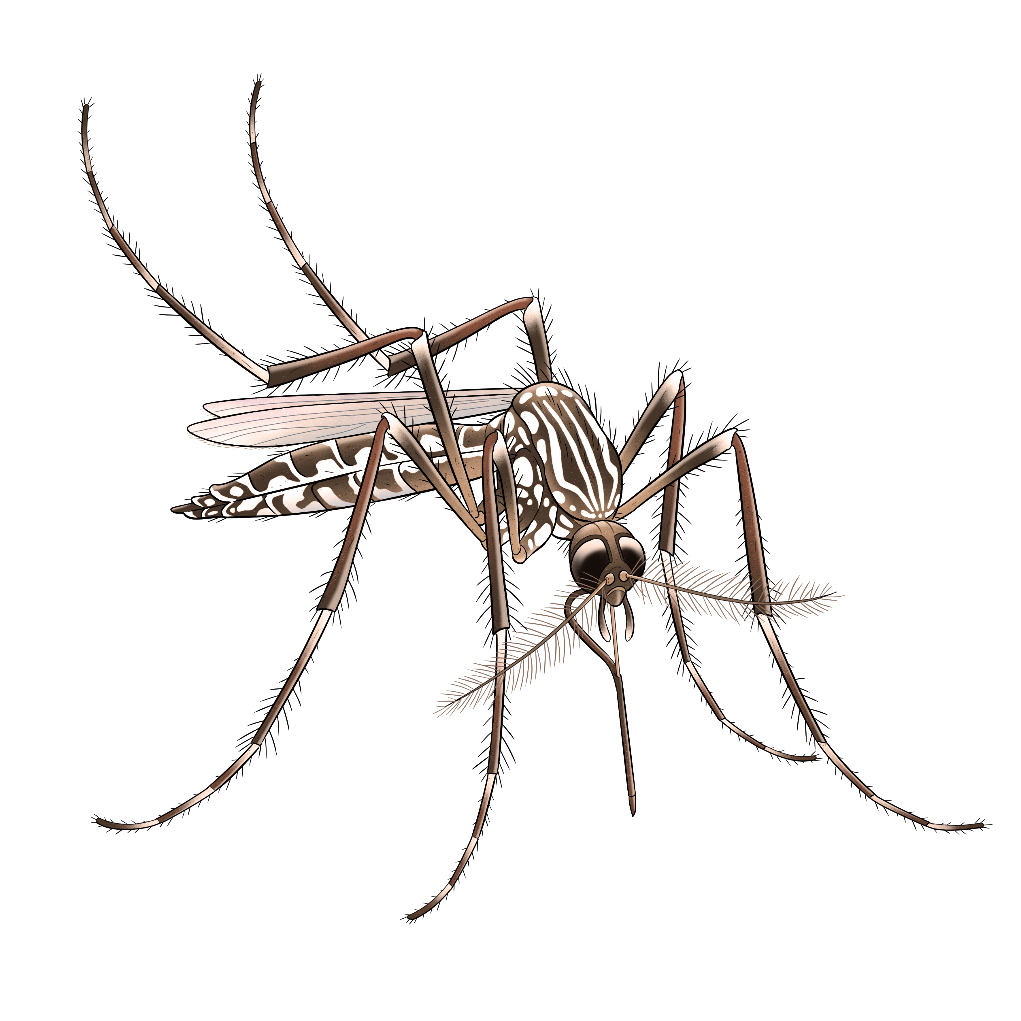 illustration af en myg