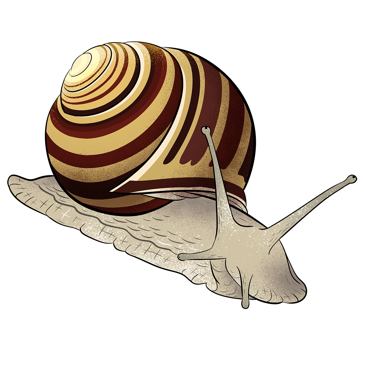 illustration af en snegl